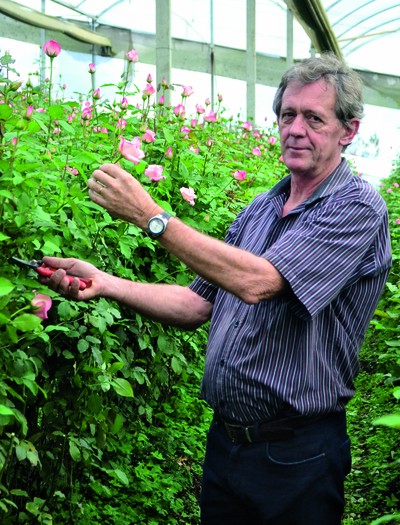 Adriano Rooyen cultiva rosas e hortênsias em Andradas e Holambra há 30 anos  (Foto: Fokus Audiovisual)