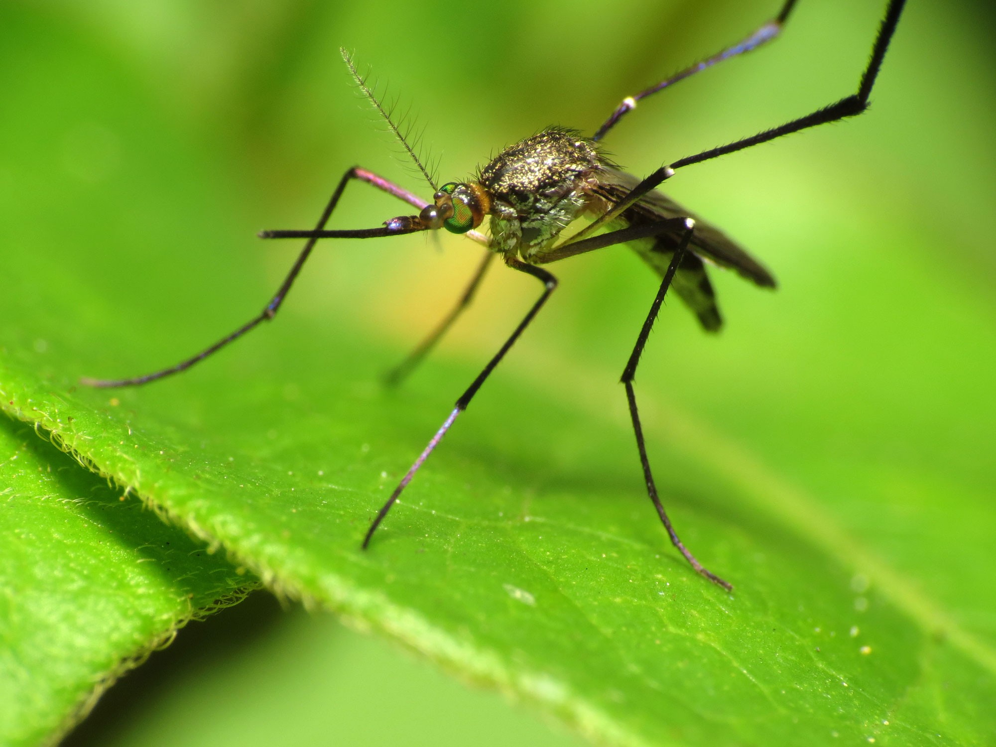 genes de mosquitos serão usados (Foto: wikimedia commons)