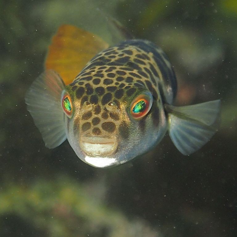 Peixe toadfish (Foto: Sylke Rohrlach/Wikimedia Commons,)
