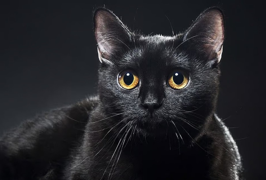 Gatos pretos são associados a azar, mas sem qualquer tipo de comprovação da relação