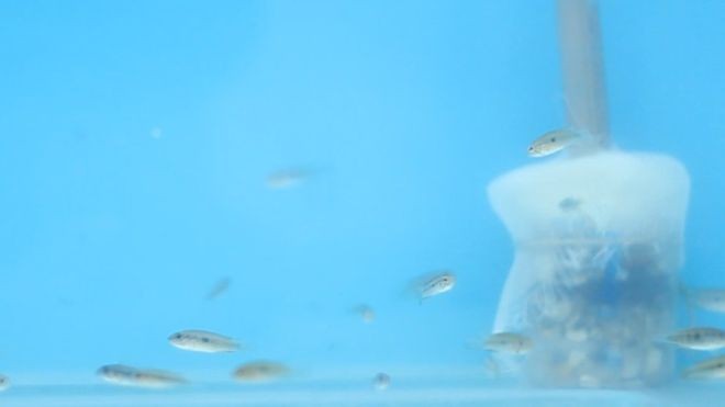Peixes em um dos ambientes simulados pelo Inpa: alguns precisarão de mais comida para manter a mesma taxa de crescimento (Foto: Divulgação)