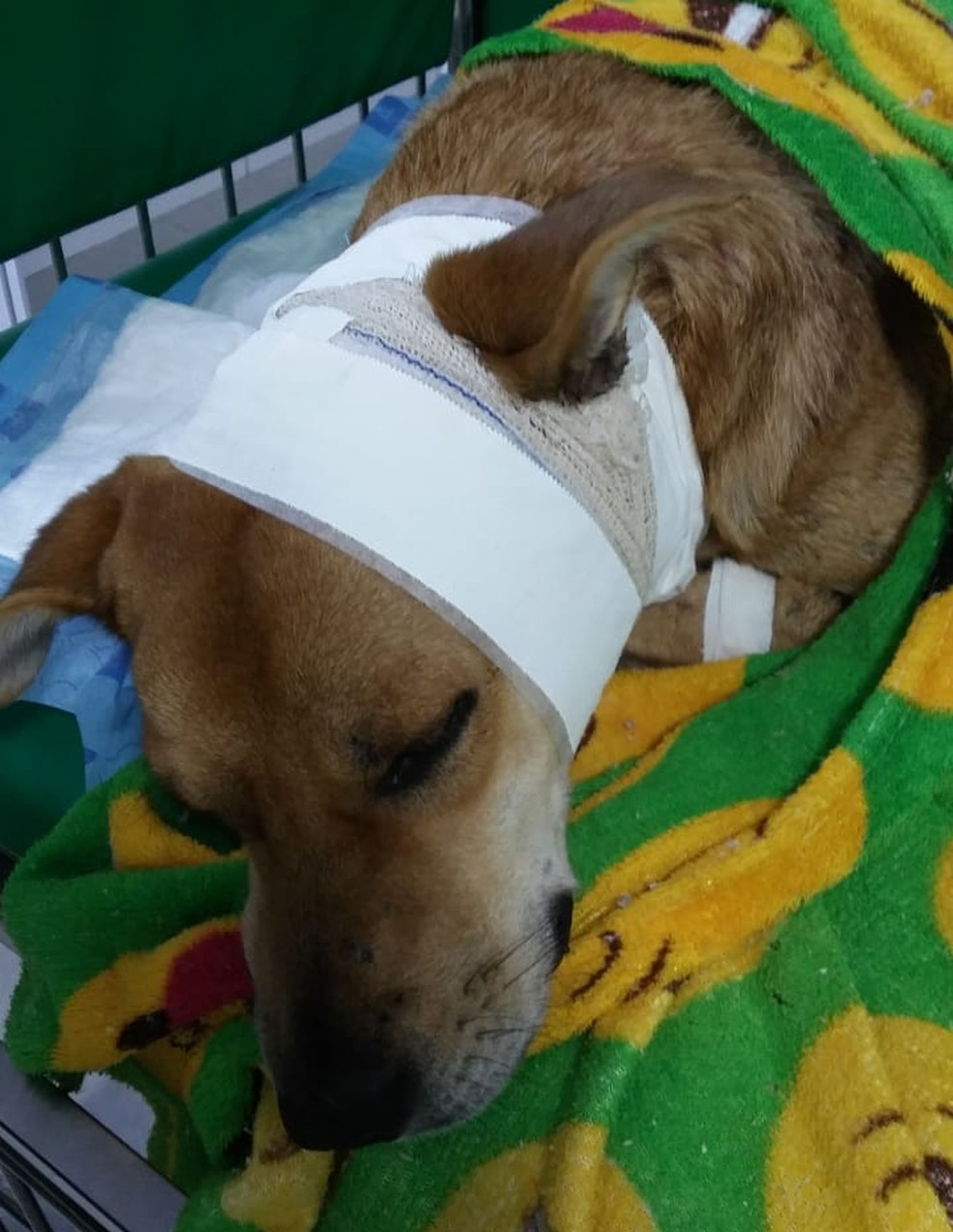 O animal foi socorrido e passa bem — Foto: Divulgação/Guarda Civil Municipal