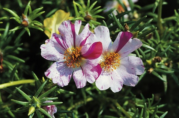UNSPECIFIED - JANUARY 05: Moss-rose Purslane or Moss-rose (Portulaca grandiflora), Portulacaceae. (Photo by DeAgostini/Getty Images) (Foto: De Agostini via Getty Images)
