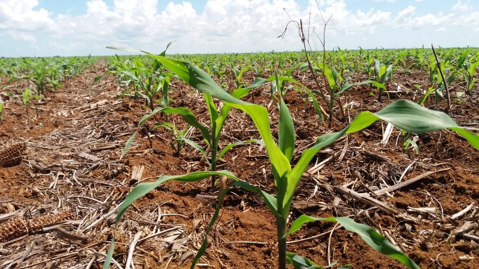MS deve produzir cerca de 9 milhões de toneladas na segunda safra de milho, segundo primeiras previsões — Foto: Anderson Viegas/G1 MS