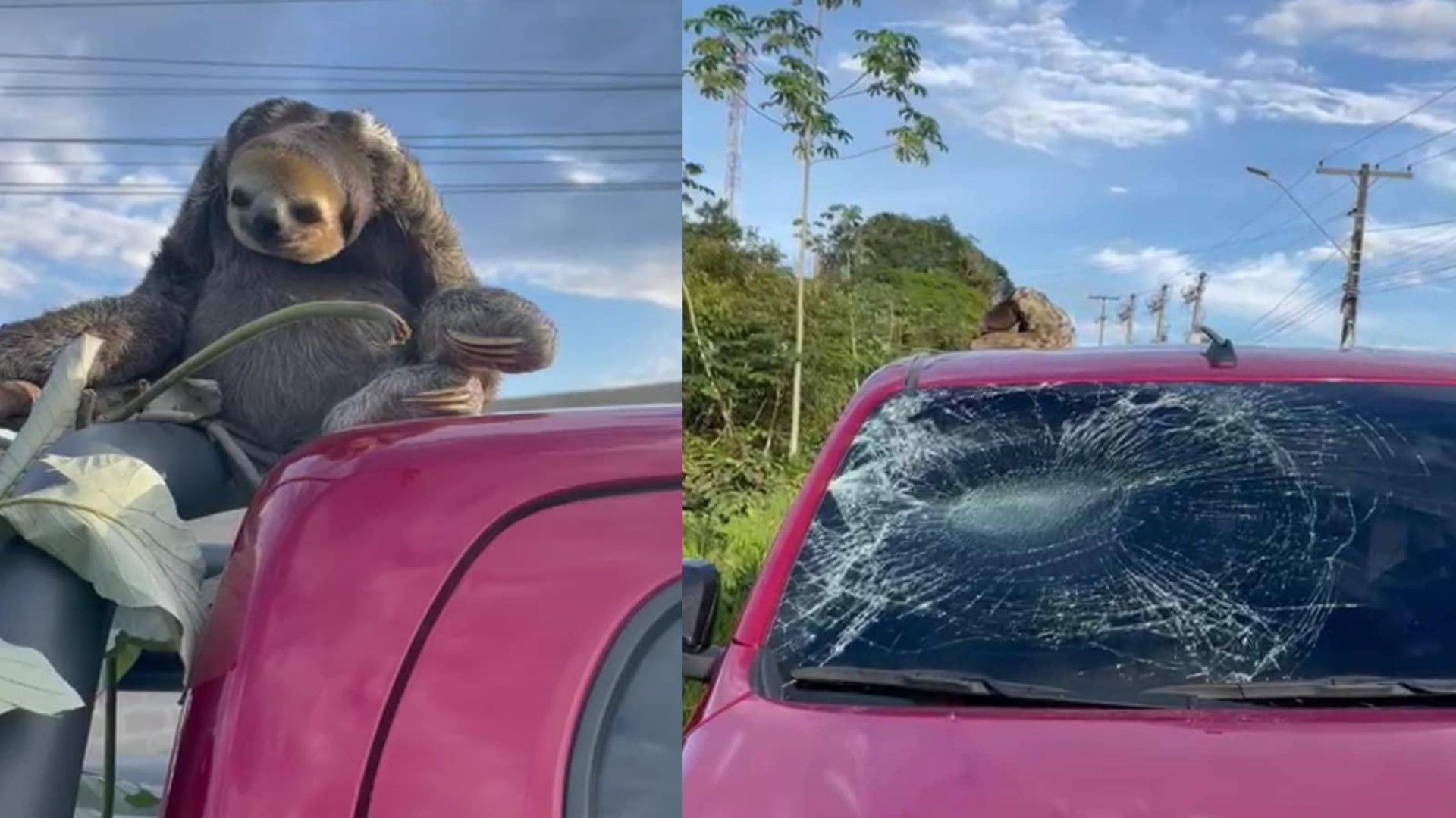 Preguiça cai de árvore e quebra para-brisa de carro em Manaus