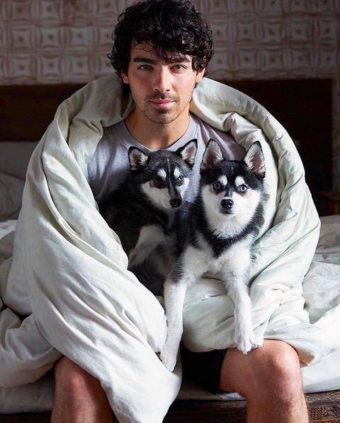O músico Joe Jonas com os seus dois cachorrinhos (Foto: Instagram)