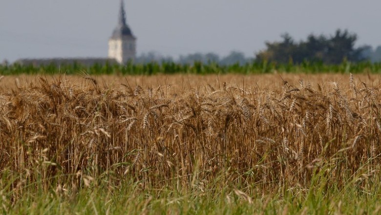Plantio de trigo em Remouille, na França (Foto: REUTERS/Stephane Mahe)