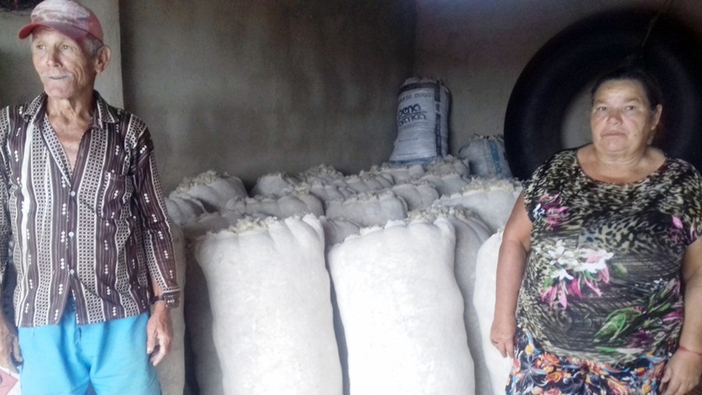 Manoel Calixto e sua esposa cultivam algodão colorido há cerca de uma ano após ajuda da CoopNatural e da Emater — Foto: Divulgação/Emater-PB