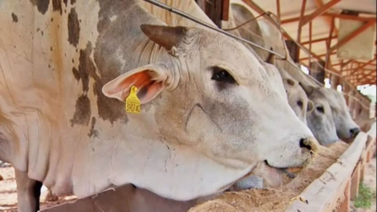 Pecuarista cria ração que reduz emissão de gás metano por bovinos