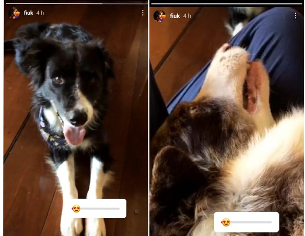 Fiuk registra momento com os cães de estimação neste domingo (19) (Foto: Reprodução/Instagram)