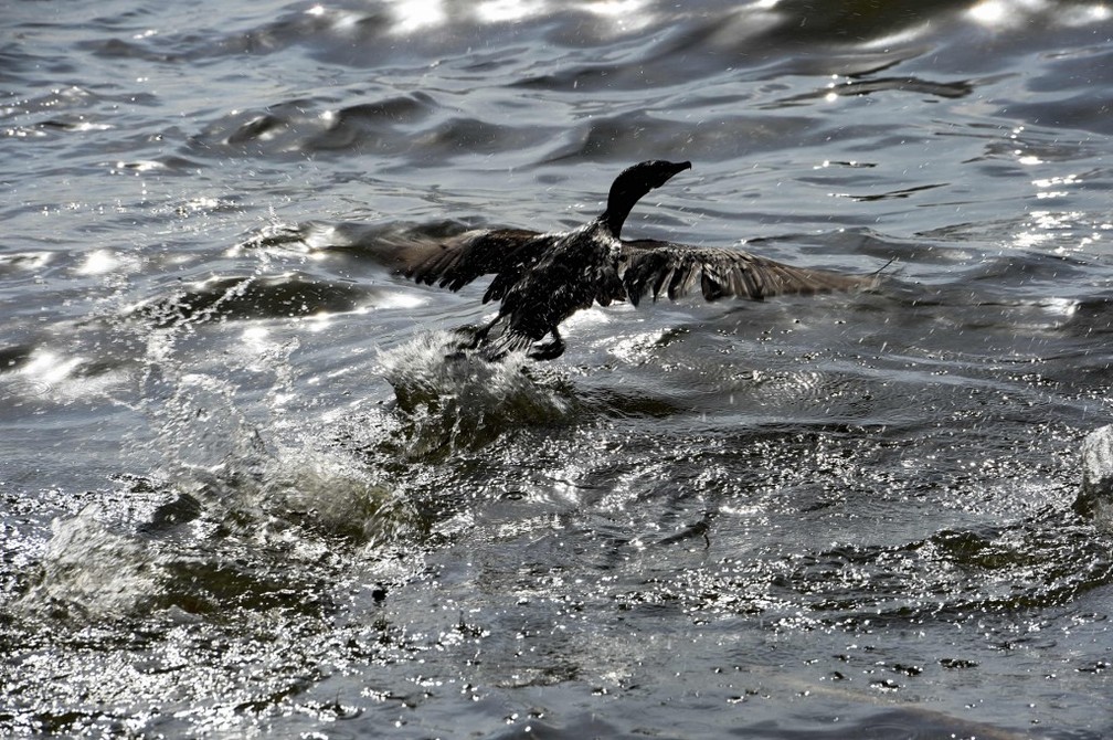 Pássaro levanta voo com dificuldade de Lago de Maracaibo, na Venezuela, contaminado por petróleo — Foto: Yuri Cortez/AFP