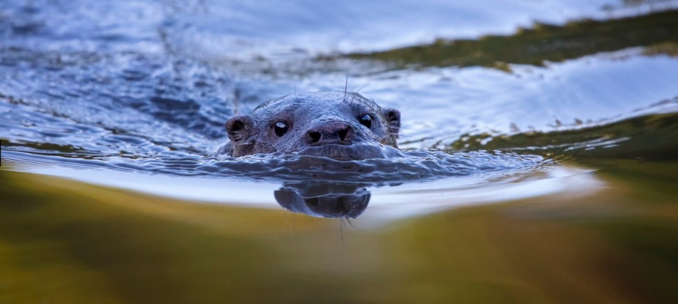 Morador descobriu a espécie no lago do condomínio enquanto contemplava a natureza — Foto: Humberto Mancuso