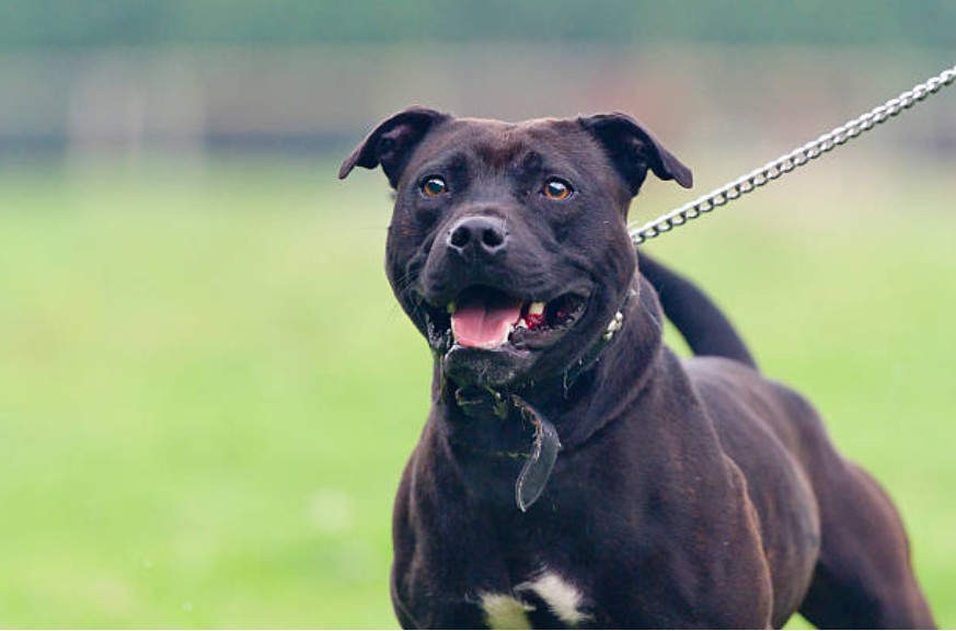 Um cão da raça Staffordshire Bull Terrier. Imagem meramente ilustrativa (Foto: Getty Images)