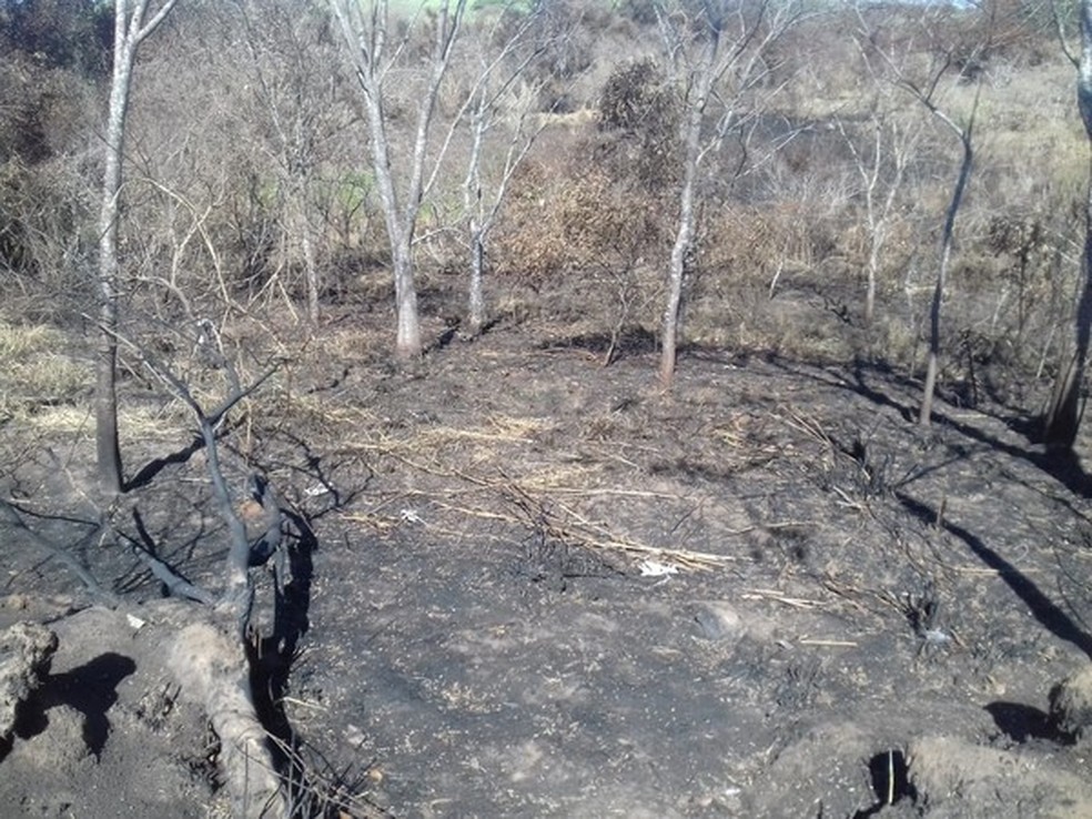 Degradação ambiental na região de Presidente Prudente — Foto: Polícia Militar Ambiental