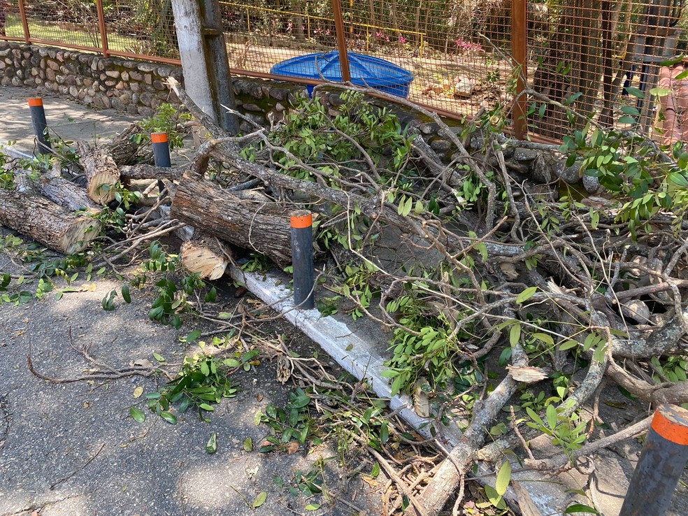 Forte ventania derrubou árvores em Barbalha — Foto: Edson Freitas/TV Verdes Mares