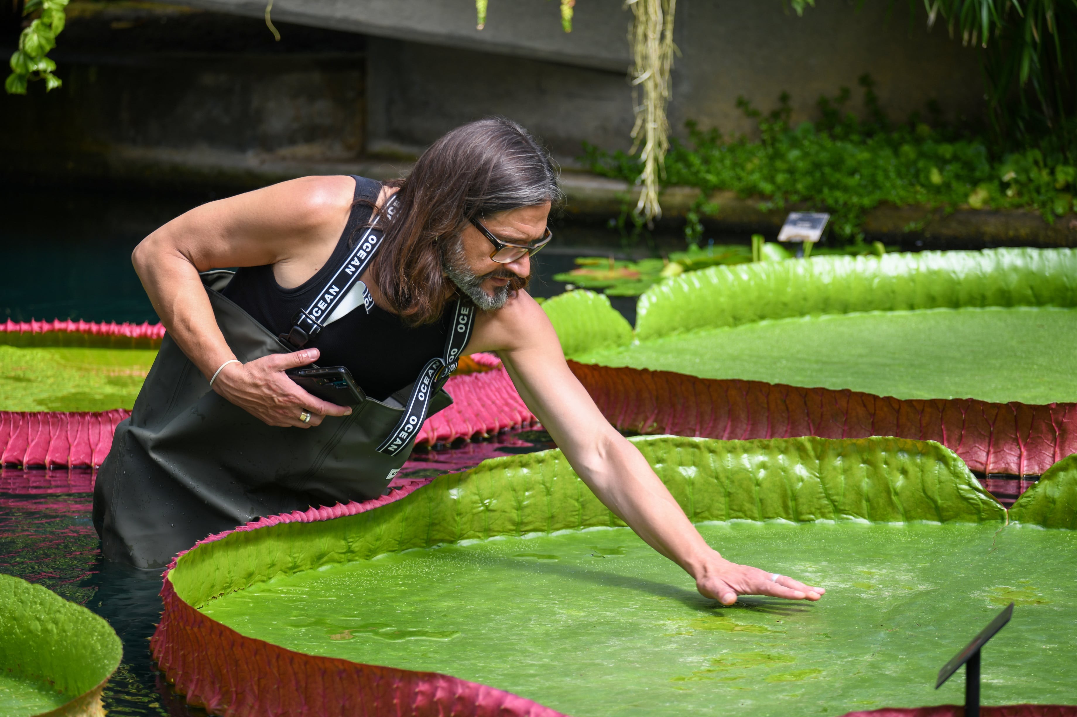 Victoria boliviana tem folhas que chegam a 3 metros de largura (Foto: RBG Kew)