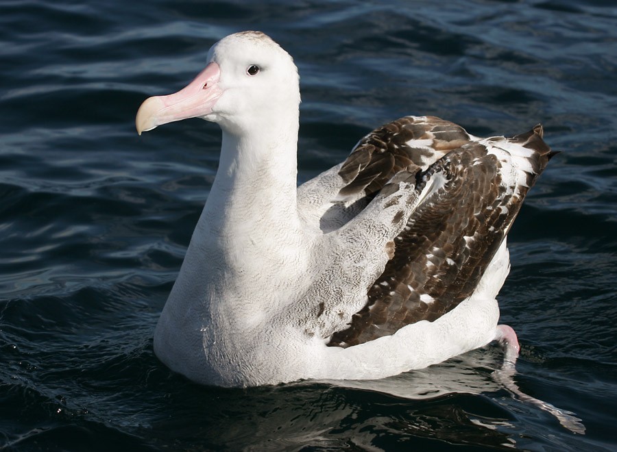 Machos de albatrozes-errantes mais ousados e agressivos têm mais chance de permanecer com o parceiro (Foto: Wikipedia/ Mark Jobling/ Wikimedia Commons)