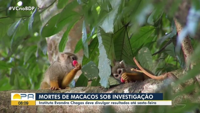 Segue investigações para identificar causas das mortes dos macacos do Bosque em Belém