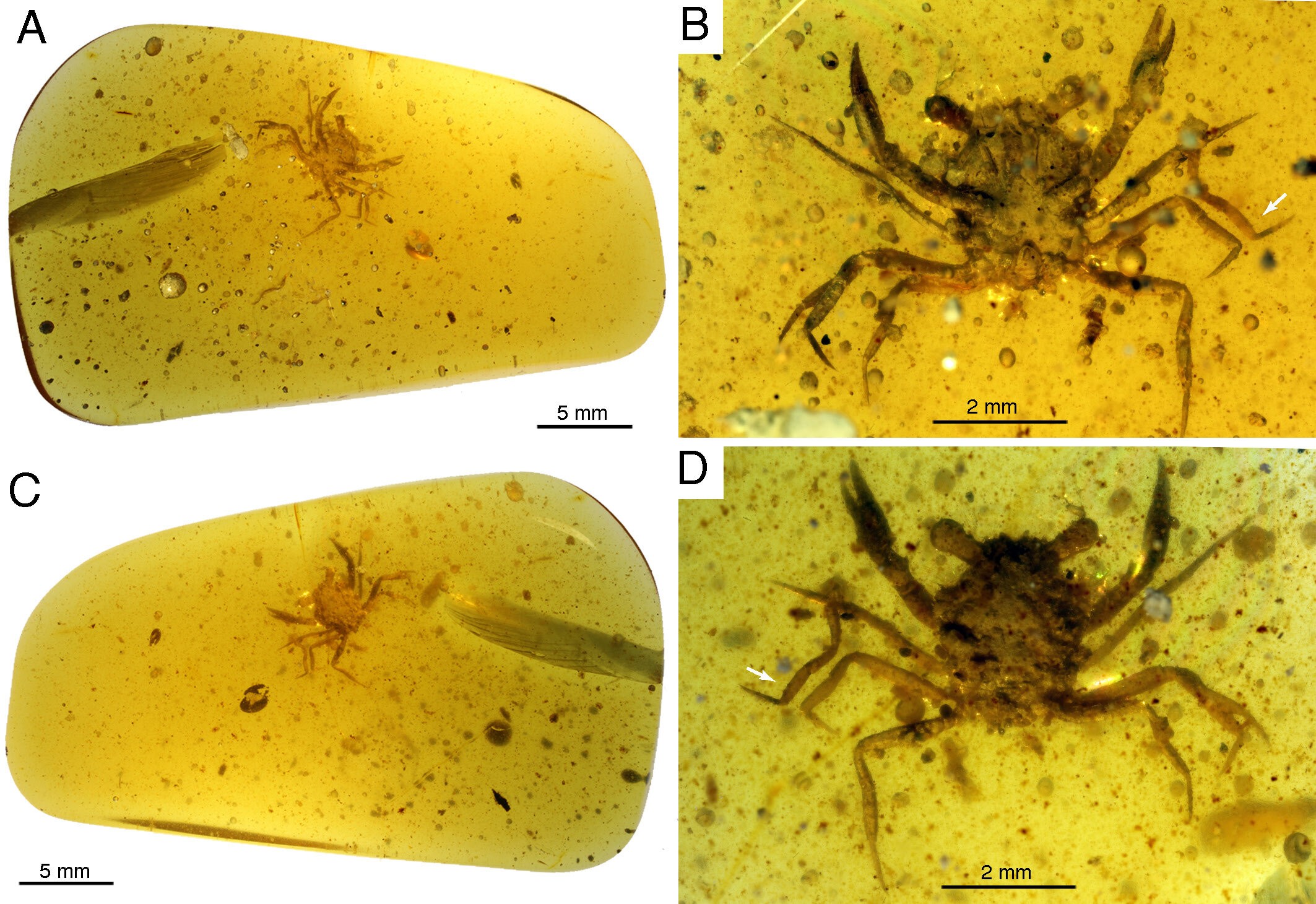 Existem 4 caranguejos e APENAS 1 em cada 10 mil pessoas encontram