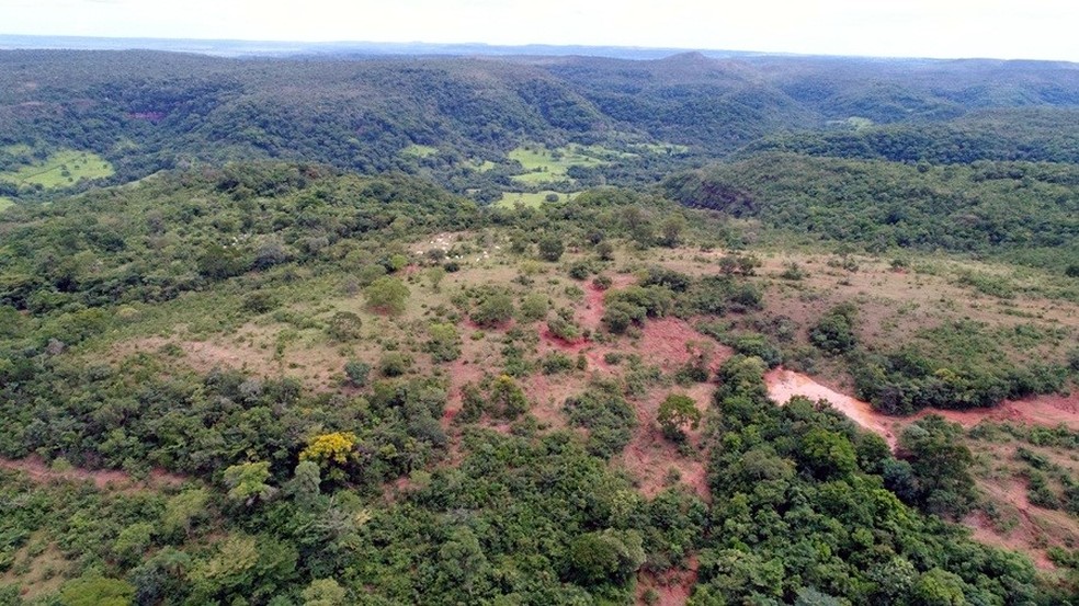 Fazendeiro é multado em R$ 4 milhões após desmatar 4,7 hectares de vegetação nativa — Foto: Polícia Militar Ambiental/Divulgação