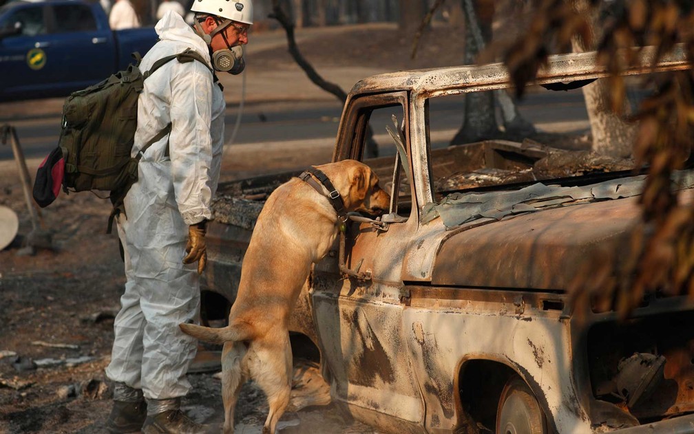 Cão de busca e resgate procura por restos mortais em Paradise, Califórnia — Foto: John Locher / AP Photo