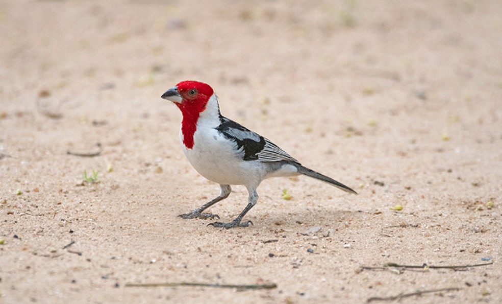 O cardeal-do-nordeste mede cerca de 17 centímetros — Foto: Nereston Camargo/INaturalist
