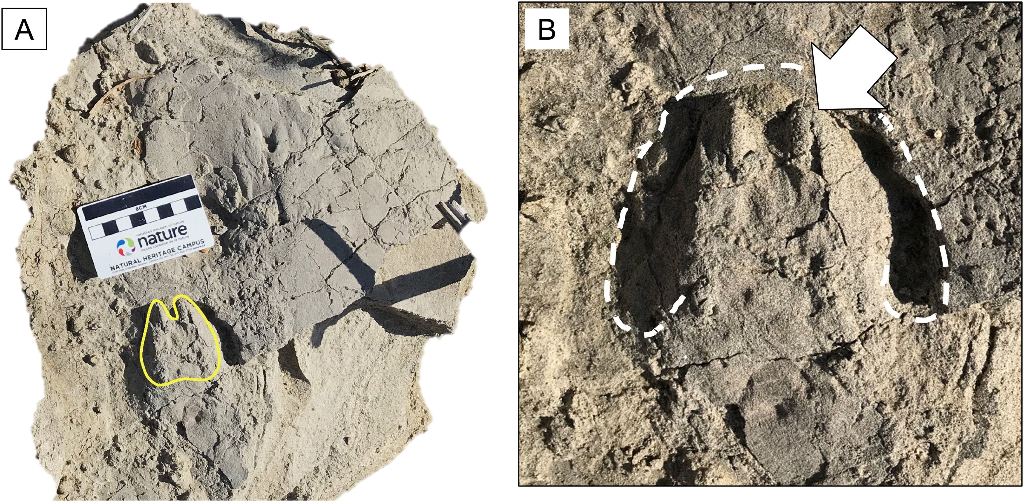 As pegadas têm cerca de 7 centímetros e foram deixadas há 1,8 milhão de anos (Foto: X)