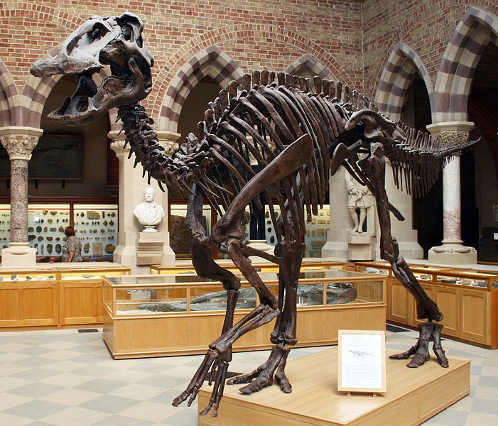 Dinossauro herbívoros de espécies diferentes evoluíram de forma semelhante. Acima, espécime de Edmontosaurus, espécie da ordem ornitópodes, que provavelmente era herbívoro (Foto: Wikimedia commons)