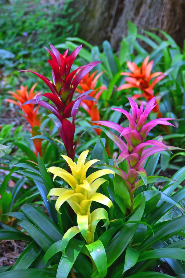 Bromeliads flourish in the shade of a live oak in Florida.  Bromeliads are a family of monocot flowering plants native mainly to the tropical Americas.  The family includes pineapples and Spanish moss. (Foto: Getty Images)