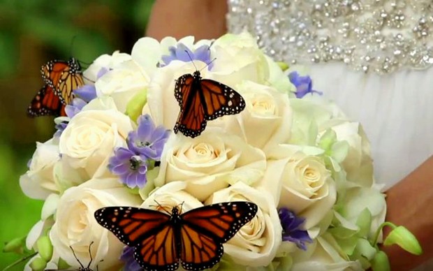 Soltar borboletas em casamento: prática é considerada crime ambiental no Brasil (Foto: Reprodução)