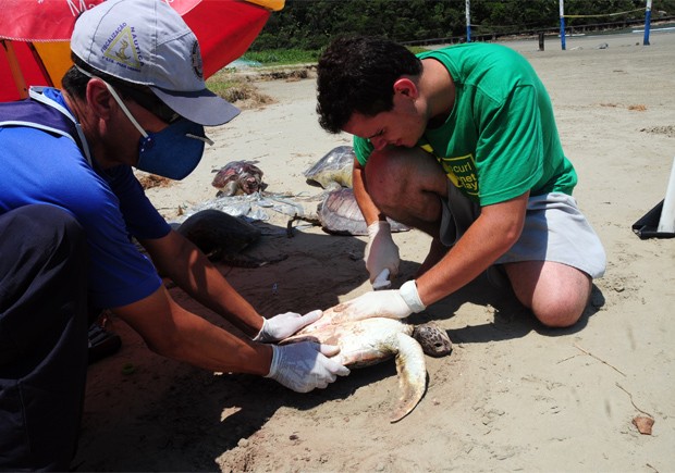Tartarugas foram encontradas pela Guarda Costeira de Praia Grande, SP (Foto: Edmilson Lelo/Prefeitura de Praia Grande)