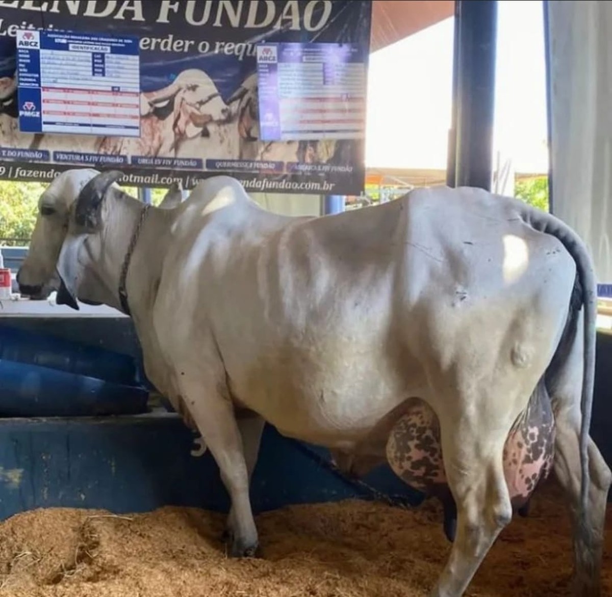 vaca rompe récord mundial de producción de leche en competencia en ExpoZebu en Uberaba |  triangulo minero