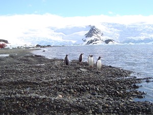 Pinguins em geleira na Antártica; o continente foi visitado pelo sub-oficial da Marinha em 2010 (Foto: Edmilson Cartucho/VC no G1)