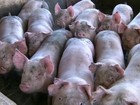 Preço em alta de grãos vira um pesadelo para os criadores de porcos