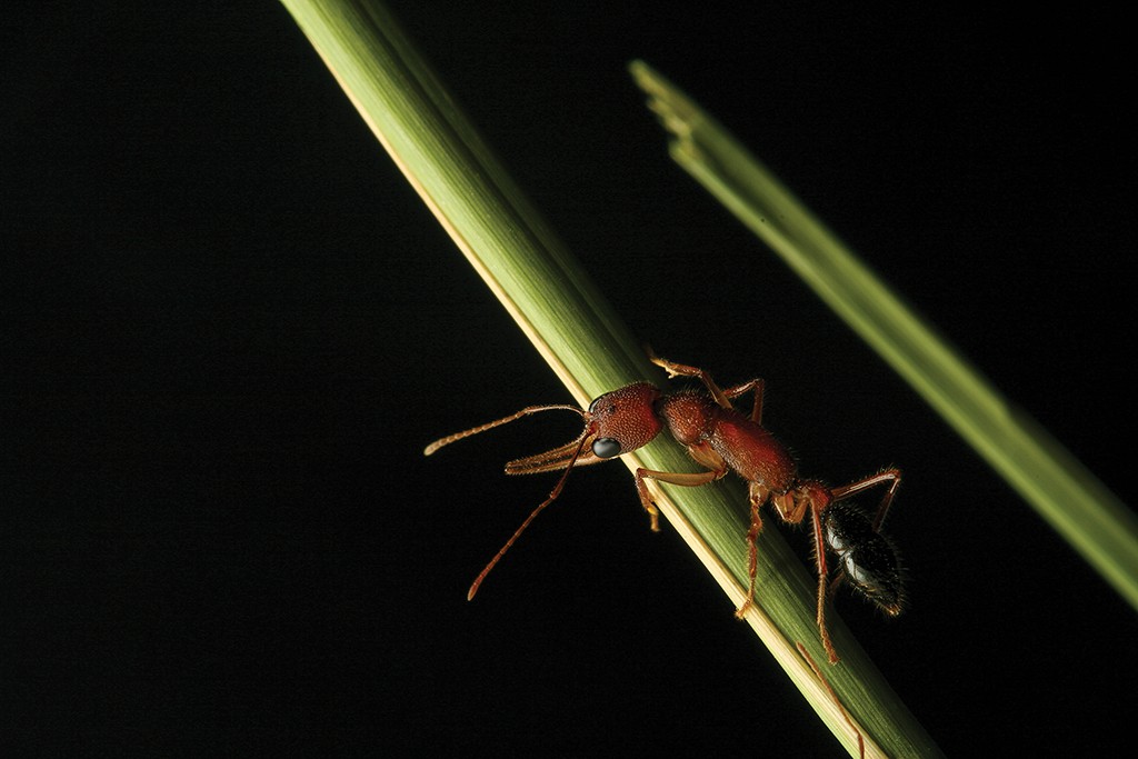 Formigas-saltadoras-de-jerdon são capazes de encolher e regenerar o próprio cérebro (Foto: Clint Pennick em Proc. R. Soc. B)