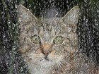 Gato fotografado em dia chuvoso na Alemanha parece pintura