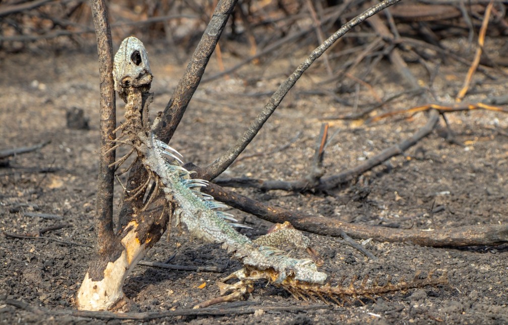 Carcaça de iguana após animal não conseguir escapar de chamas no Pantanal de MS. — Foto: Silas Ismael/Arquivo Pessoal