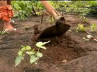 Agricultores aproveitam a chuva para começar a fazer o plantio no PI