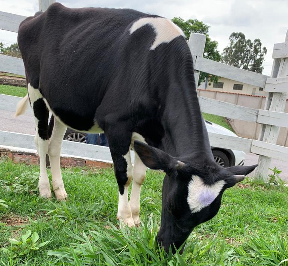 Vaca Anastácia desapareceu em Ribeirão das Neves, na Grande BH — Foto: Mariana Perpétuo Dias/Arquivo pessoal