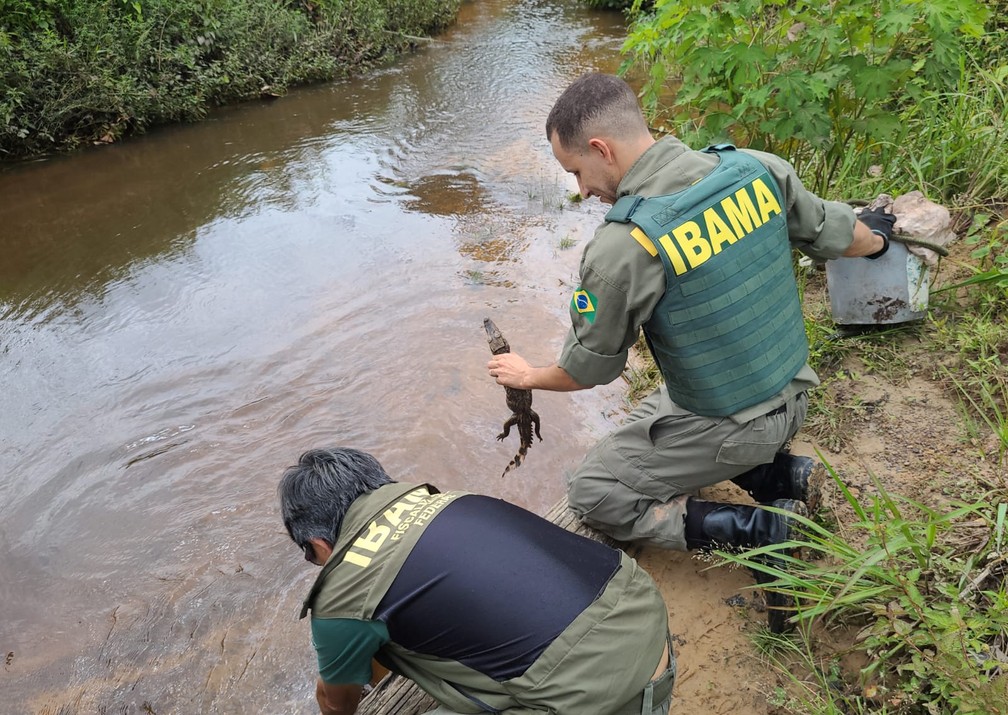 Jacarés encontrados com madeireiro são soltos na natureza durante operação. — Foto: Reprodução / PF-PA