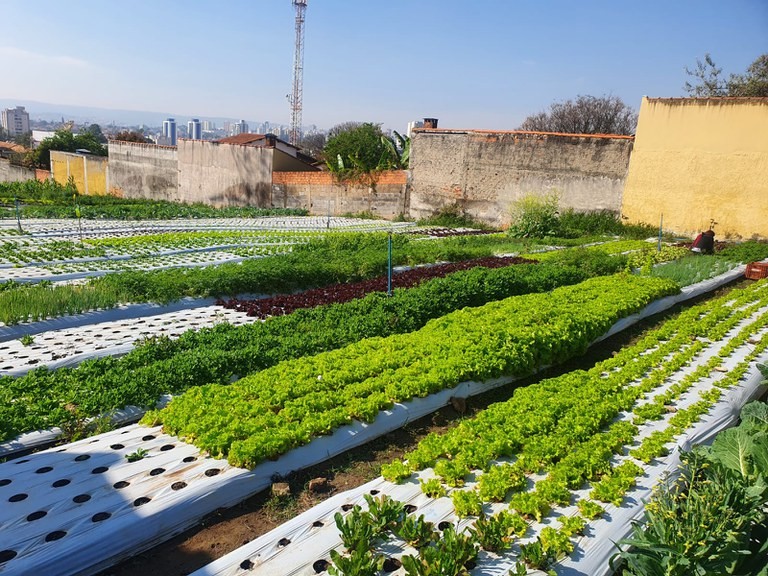 Irregularidades na produção e comercialização de orgânicos são passíveis de multa de até R$ 1 milhão (Foto: Ministério da Agricultura)