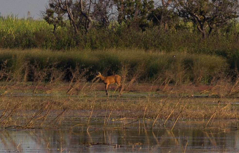 Cervos Do Pantanal Sao Flagrados Em Minas Gerais Terra Da Gente G1