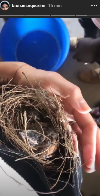 Bruna mostra o ninho de passarinhos (Foto: Reprodução/Instagram)