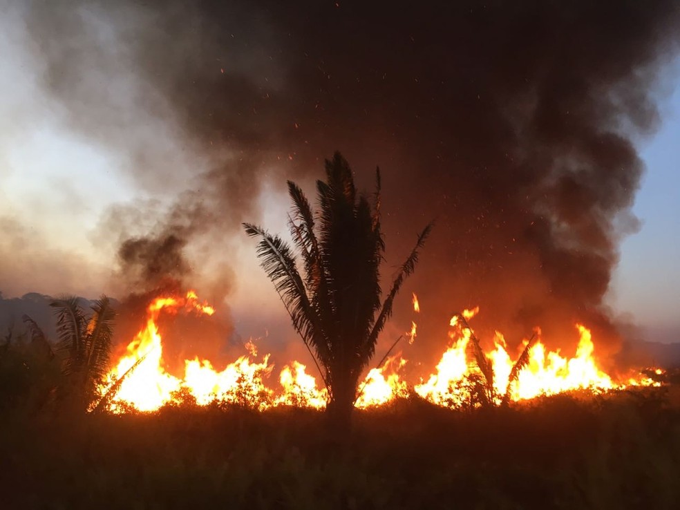 Número de focos de calor aumenta em Rondônia. — Foto: Reprodução/ Brigada Municipal