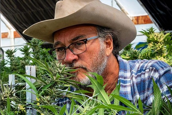 O ator Jim Belushi em sua plantação de maconha (Foto: Instagram)
