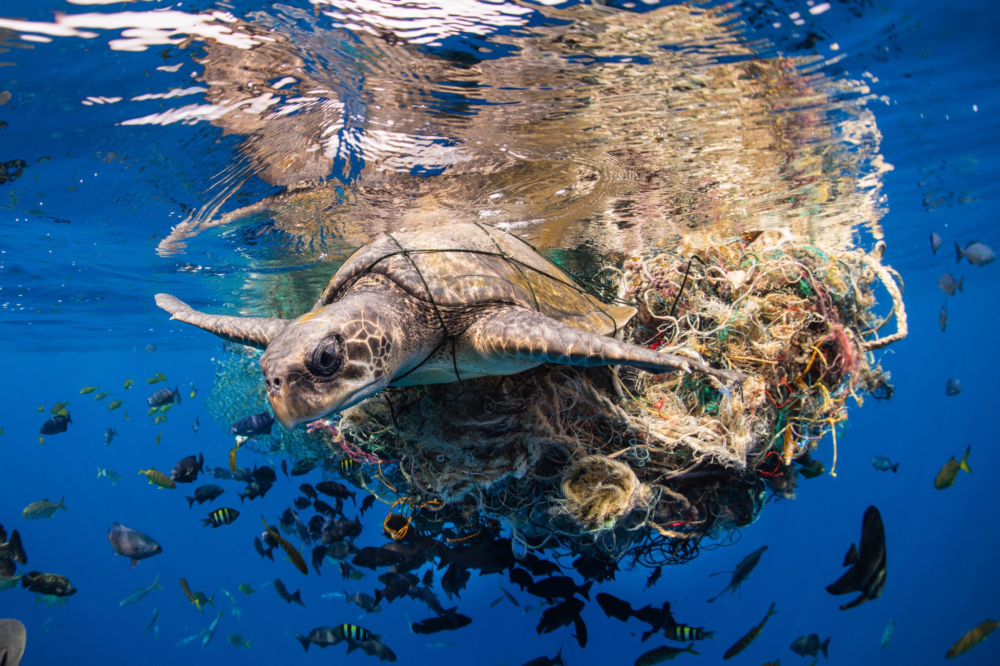  O grande ganhador foi o fotógrafo alemão Simon Lorenz que fotografou uma tartaruga-oliva presa em uma rede (Foto:  Simon Lorenz --  Prêmio Ocean Photographer of the Year )