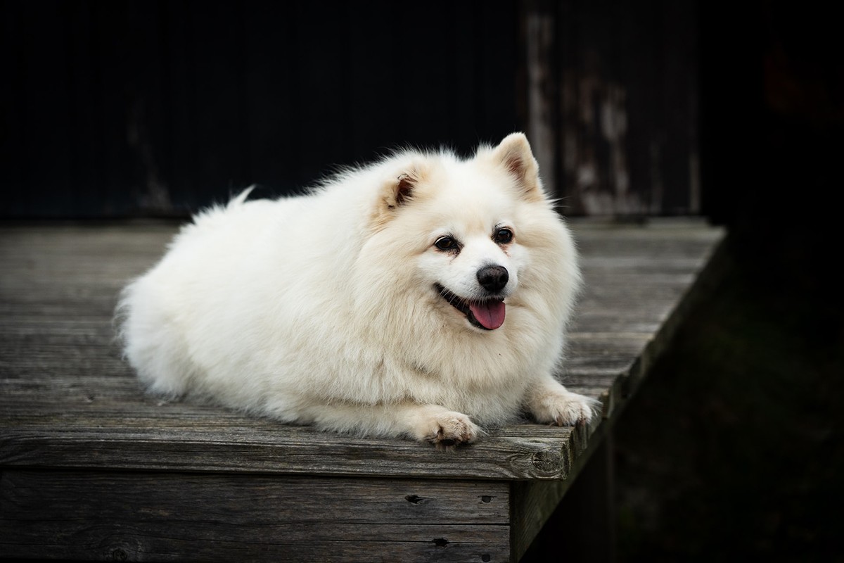 Os spitz, assim como os cachorros de outras raças escandinavas, podem sofrer com alopecia pós tosa (Foto: Unplash/CreativeCommons/Nick Fewings)