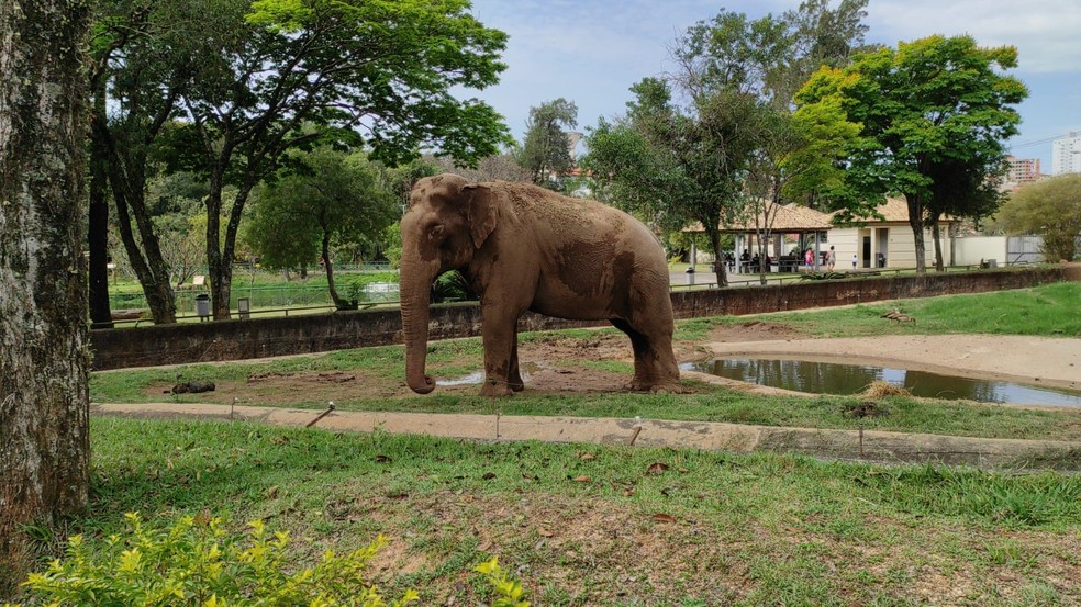 Elefante Sandro, no Parque Zoológico Municipal Quinzinho de Barros, em Sorocaba, em setembro de 2021 — Foto: Eduardo Ribeiro Jr./g1