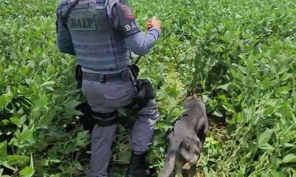 Cães farejadores ajudam policiais na busca pelos suspeitos em meio à plantação de soja  — Foto: Igor Rosa/TV TEM