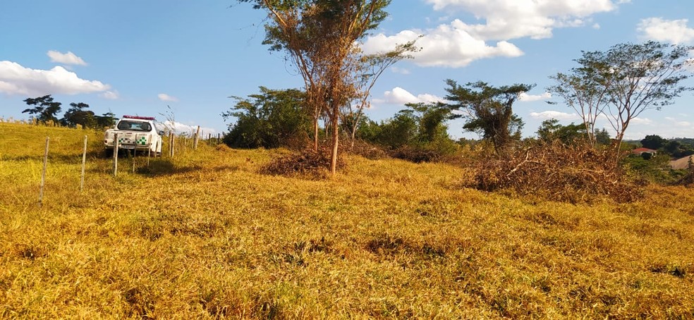 Sitiante fez o corte de 109 árvores nativas sem autorização — Foto: Polícia Ambiental
